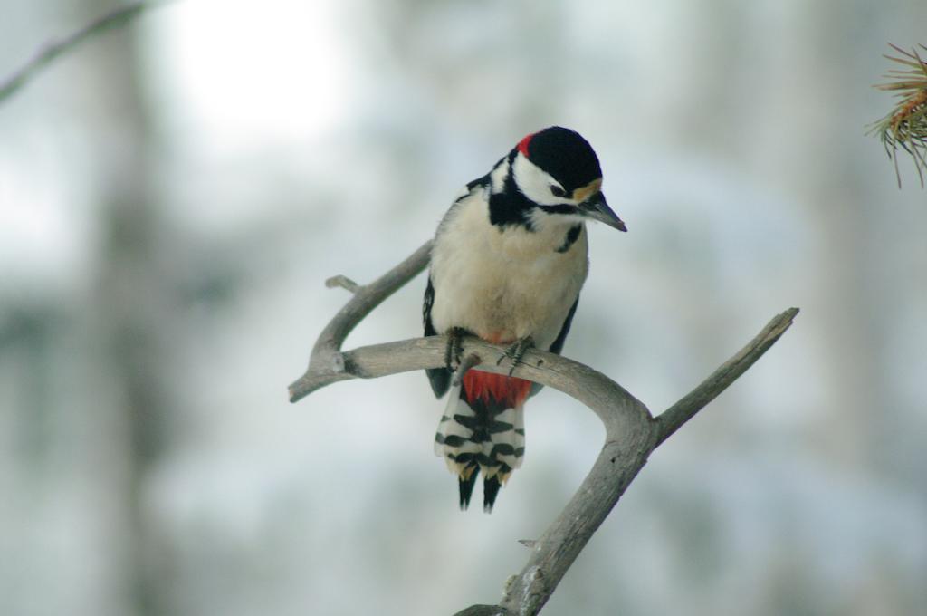 Bed and Breakfast Birk Bed & Birds Svanvik Esterno foto